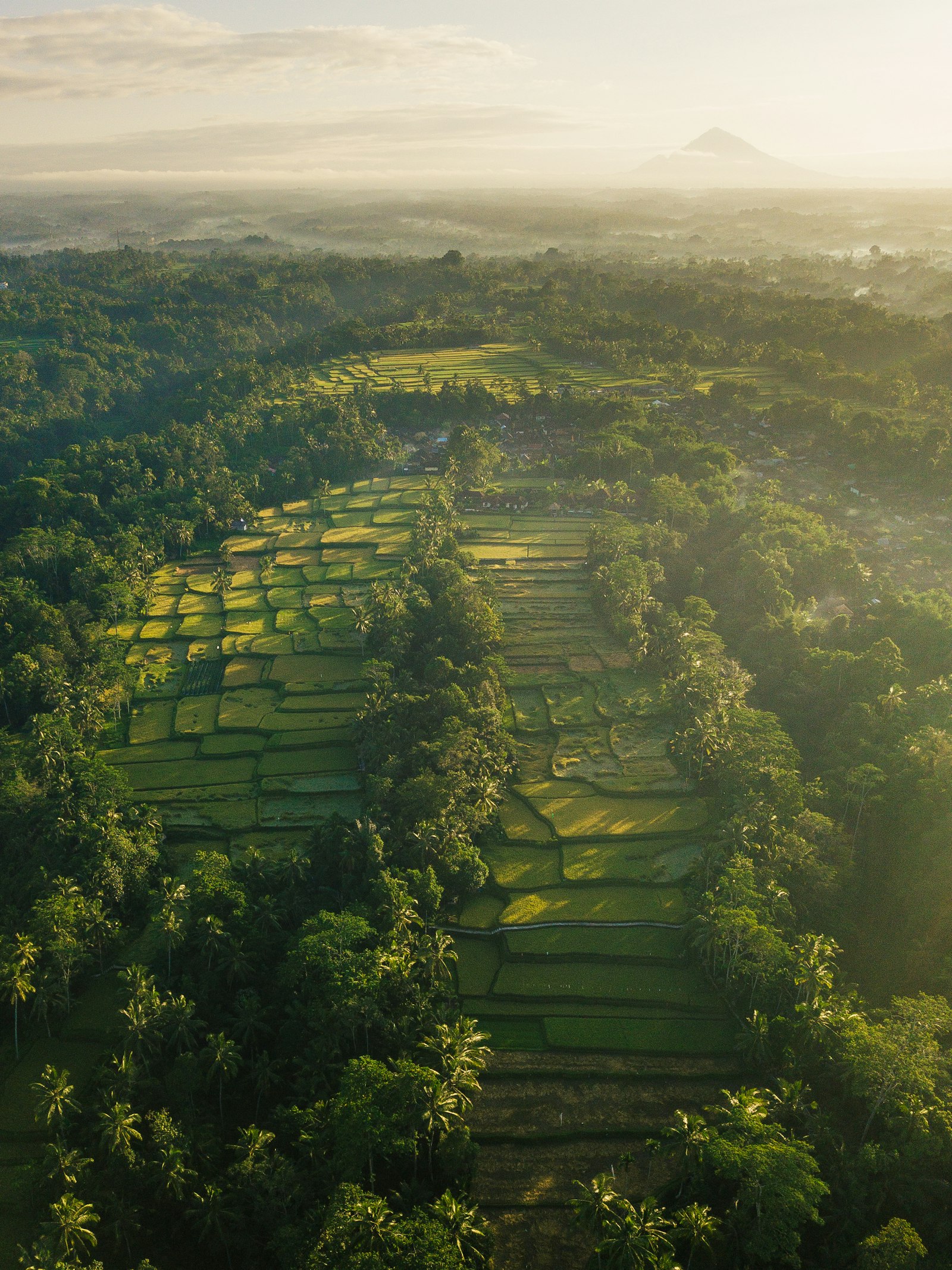 Aerial view of a rice field, Bali